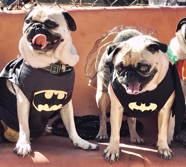 /images/uploads/pug nation rescue of los angeles/2018pugnation/entries/6302thumb.jpg